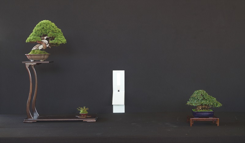 Edler Chuhin, bei dem sich das Grün sehr schön öffnet, um den Blick auf Saftbahn und Totholz freizugeben. Die fette kleine Ulme daneben kommt ebenfalls aus einem sehr guten Stall.