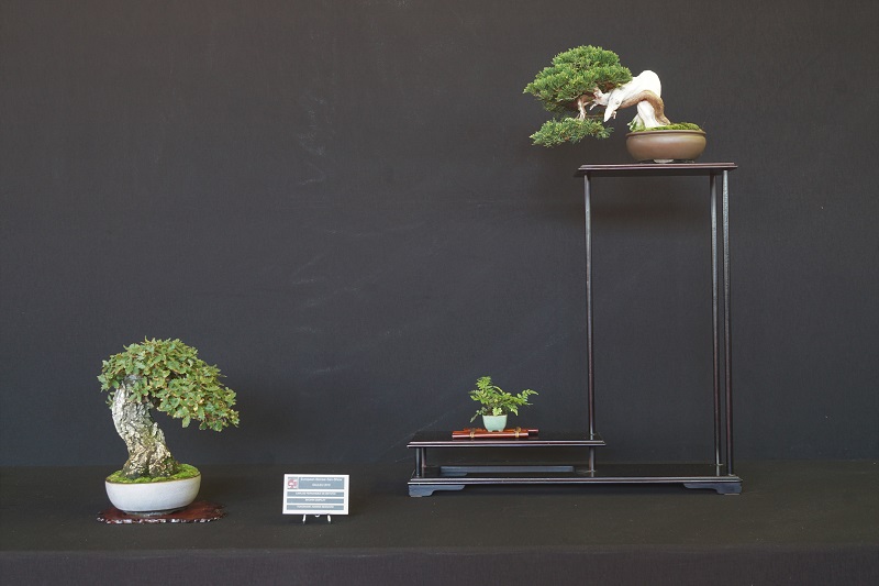 Der Wacholder oben wurde als "Best Shohin Conifer" ausgezeichnet.