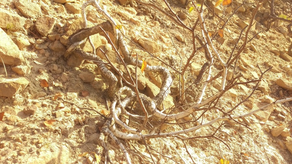 IMAG8443klein.jpg