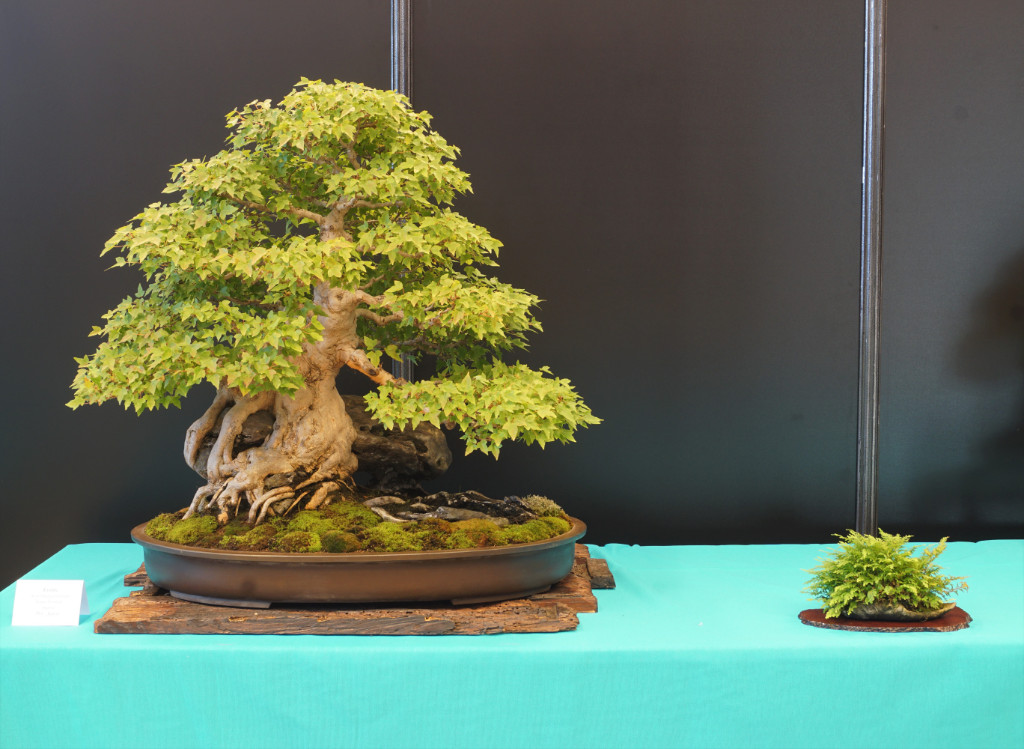 Dies Größe dieses Dreispitzs über Stein ist auf den Bild nur schwer einzuschätzen - aber das Teil ist ein echter Klopper und aufgrund seines Gewichtes nur für durchtrainierte Bonsai-Liebhaber zu handeln. Sehr schöner Baum mit "echten" Ästen (nicht wie bei Acer häufig angepfropft).