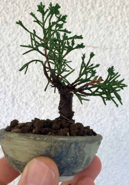 Shohin a Okt 2018.JPG