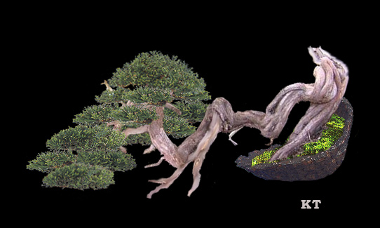 juniperus_V1.jpg