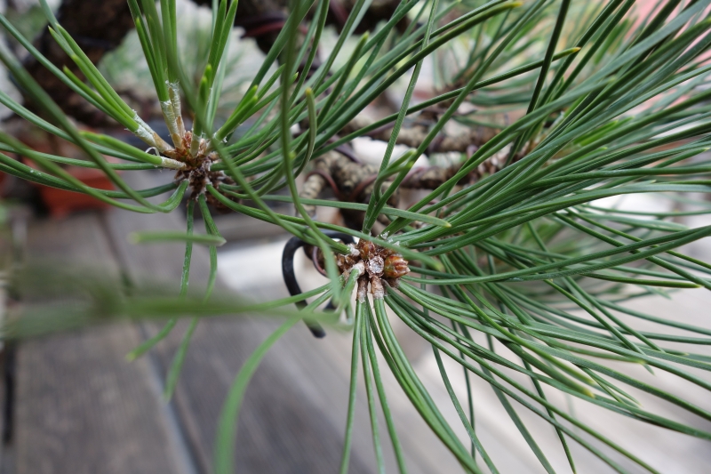 Knospen am 19.5.18