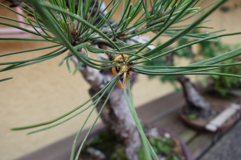 Entfernung der Spitzenknospe am 19.5.18