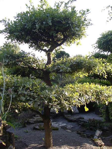 Gartenbonsai.jpg