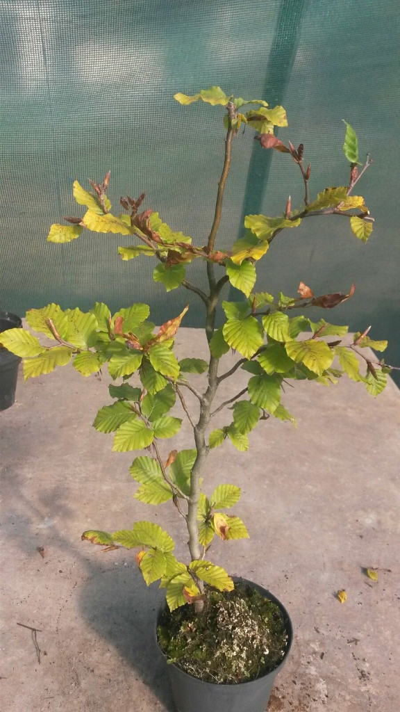 Buche 2.jpg