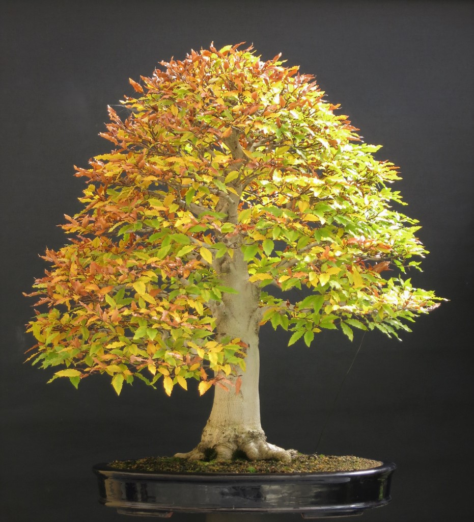Fagus Crenata 24.10.2018.JPG