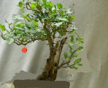 Wildapfel_b[1].jpg
