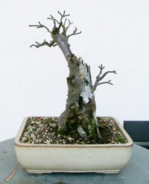 Barbara-Apfel.jpg