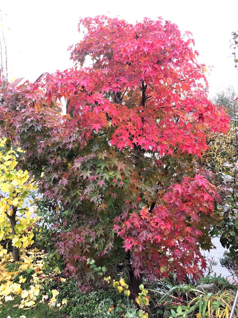 Palmatum