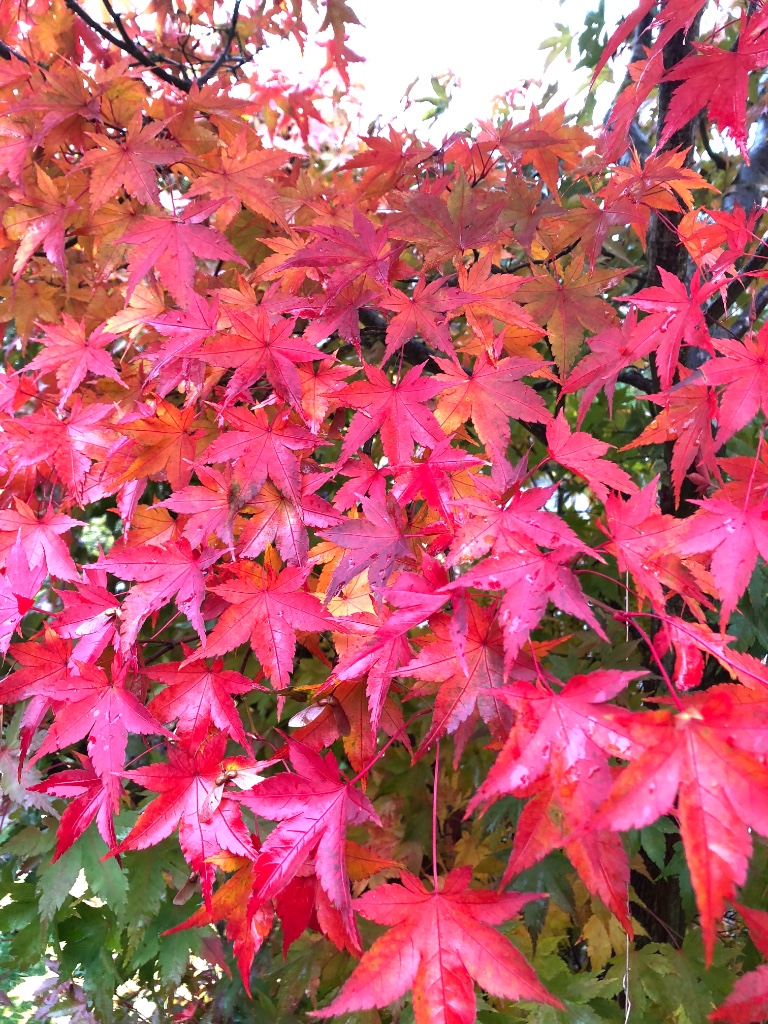 2018-10-28 -AP3.jpg
