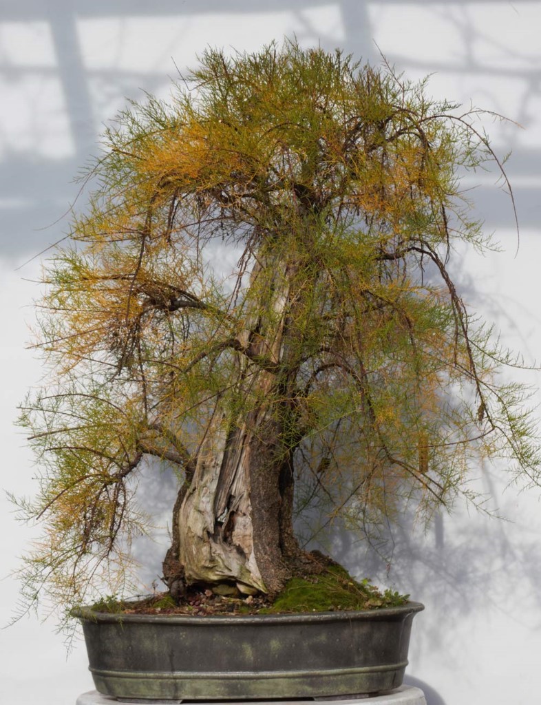 Tamariske
