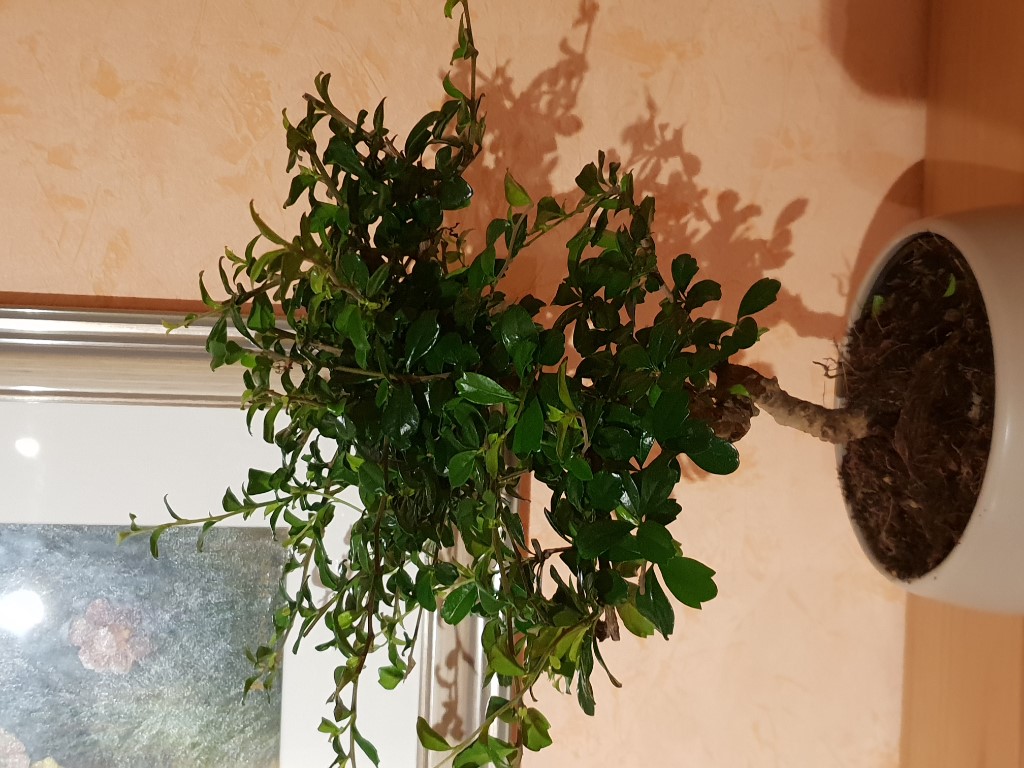 20181030_220039.jpg