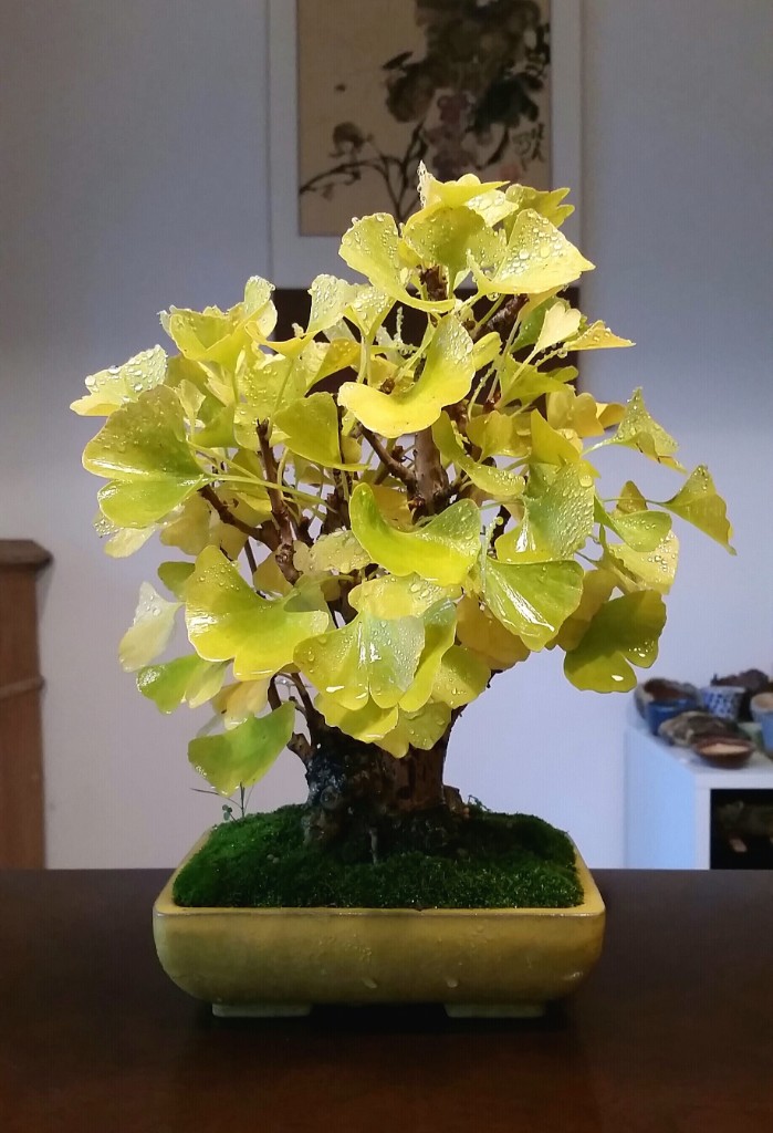 Gingko
