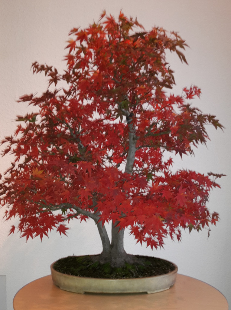 Palmatum10_18.jpg