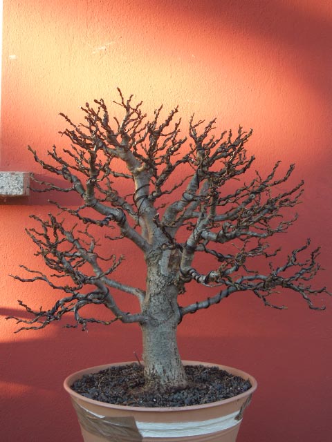DSCN0986.jpg