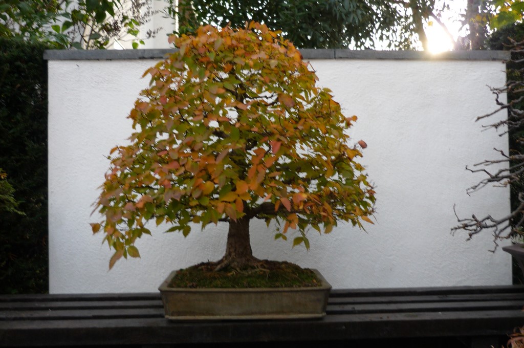 P1060337.JPG