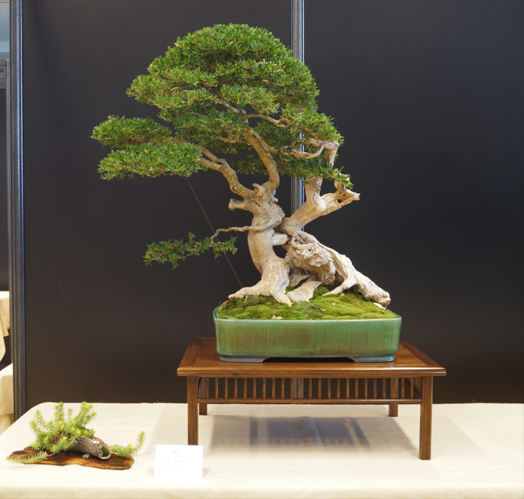 Einmal mehr das ganze Potential von Buchs für die Bonsai-Gestaltung demonstriert: Der "Fehler" des den Stamm kreuzenden,kleinen ersten Ästchens kann mir in diesem Zusammenhang gestohlen bleiben.