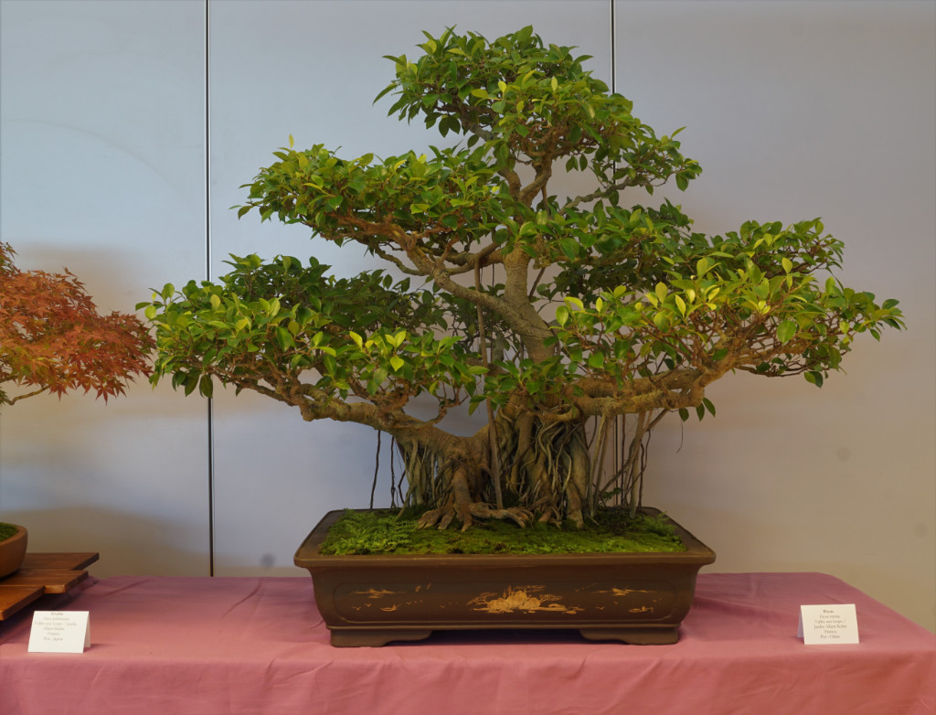 China-Ficus aus dem Lehrbuch. Für europäische Verhältnisse sehr gute Luftwurzeln. Schale passend.
