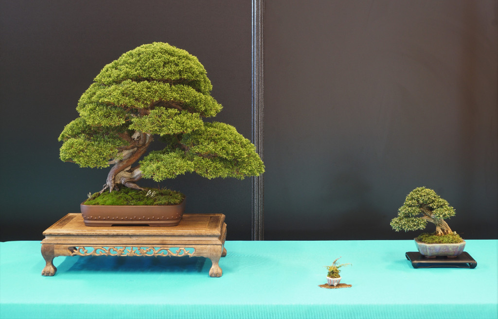 Ausgezeichneter China-Wacholder mit vorbildlich strukturiertem Grün. Die Präsentation mit dem herrlichen Shohin Buxus harlandii ist nicht weniger gut geraten.