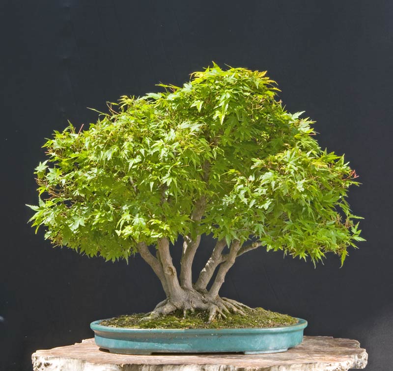 2011-04-QDSC_3300DNGw.jpg