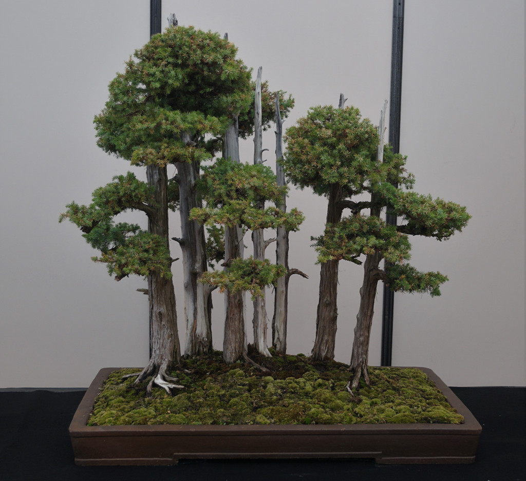 Beinahe hätte ich einen Wacholder vergessen - und was für einen! Der "deutsche Goshin Wald" von John Y. Naka, eine Ikone der Bonsai-Gestaltung.
