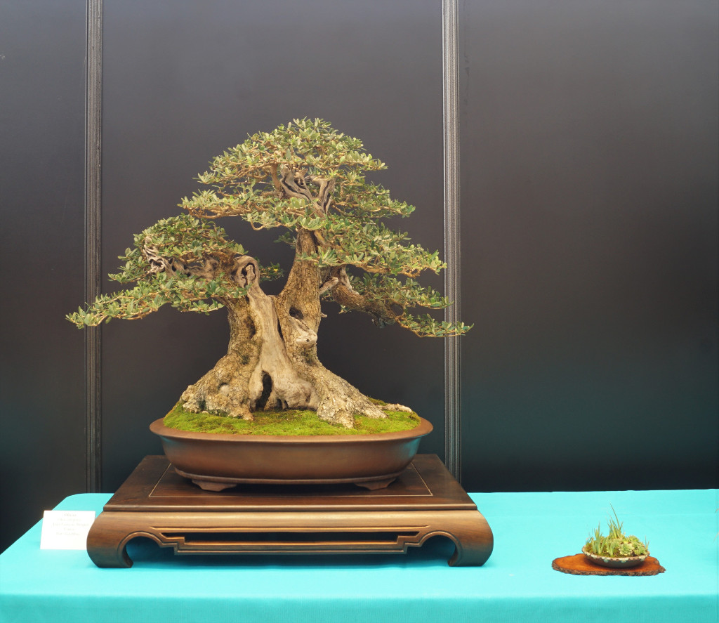 Gestalterisch nicht gerade einfach: Der niedrigere Baum hat den eindeutig stärkeren Stamm. Das Shari löst das Problem überzeugend. Zudem sehr schön strukturiert.