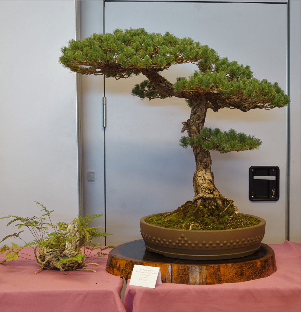 Mädchen-Kiefer in klassischer chinesischer Penjing-Gestaltung.