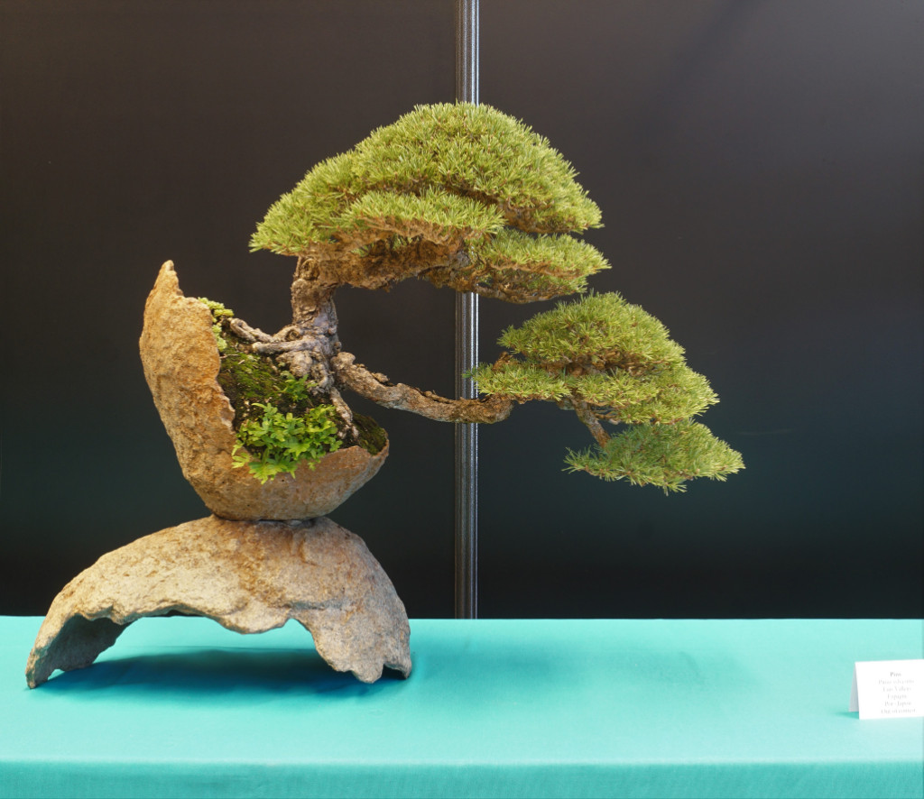 Reife (man sehe auf die Feinverzweigung) + perfektes Grün (vollkommener Wuchsausgleich) = Bonsai aus der Sammlung von Luis Vallejo