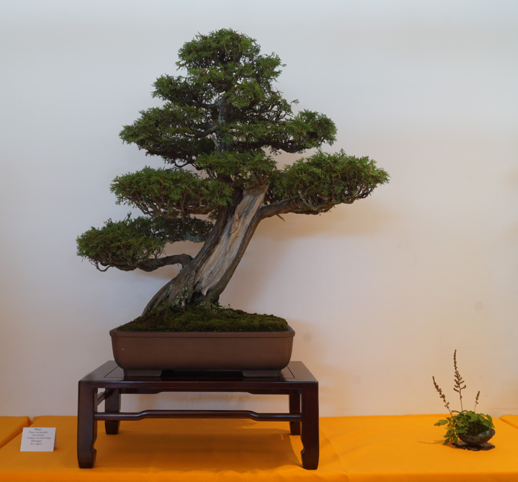 ... Naka-Thuja die zweite. Wertvoll aufgrund ihrer Geschichte und Rolle im europäischen Bonsai.