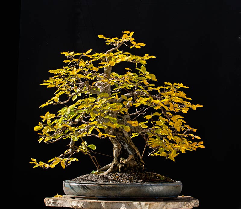 2015-10-SAL_3713w.jpg