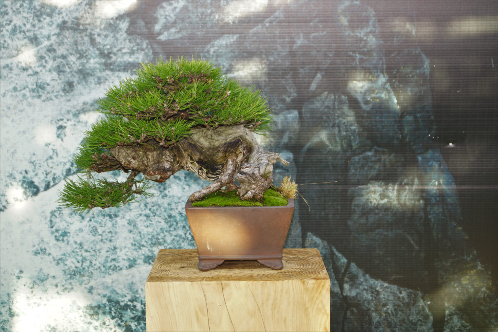 Auf den ersten Blick ein dicker Stamm; guckt man aber genauer hin, bemerkt man zwei Stelzwurzeln. Bei Bonsai ist halt auch der Schein wichtig. Schön, wie das Grün förmlich auf dem Stamm hockt.