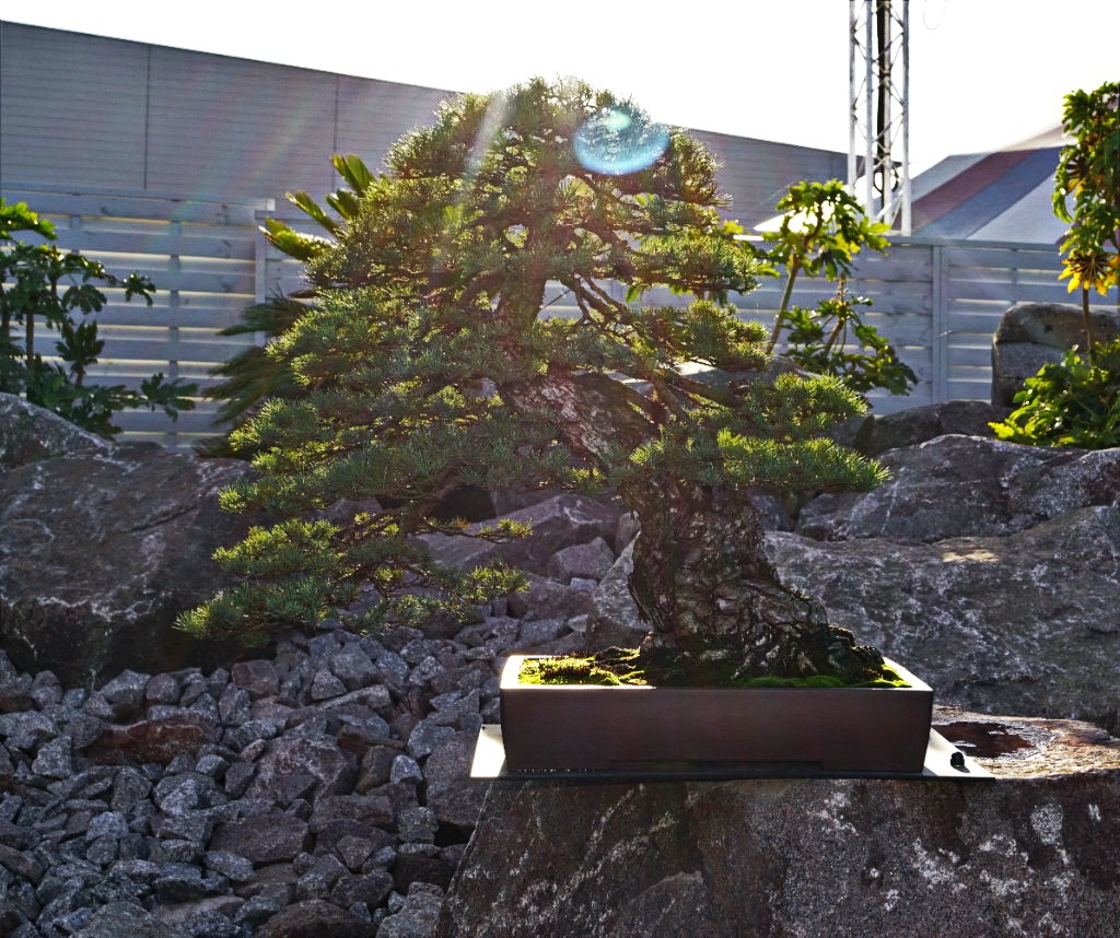2018-10-12 Mulhouse, Pinus pentaphylla, Joseph Byloos, Tokoname.JPG