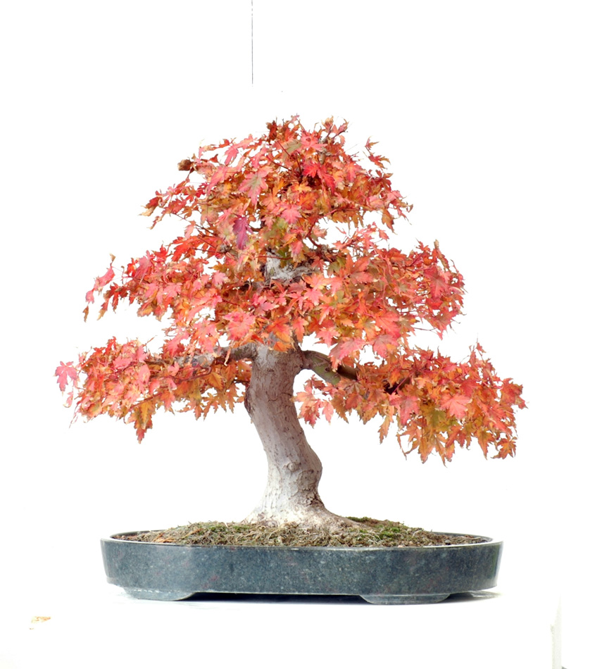Palmatum1118B.jpg