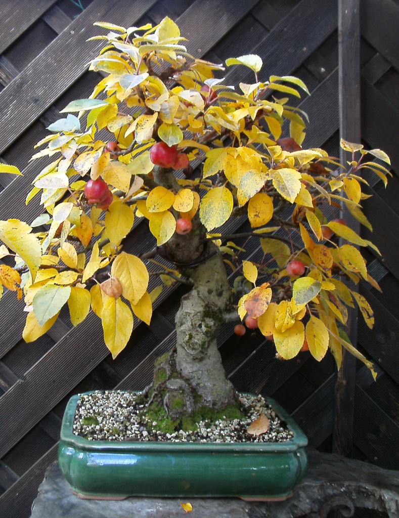 Apfel,Arco_2018_11.jpg
