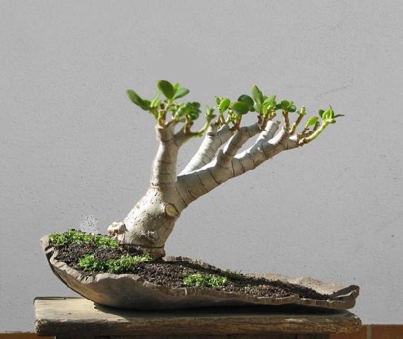ulfs_crassula.jpg