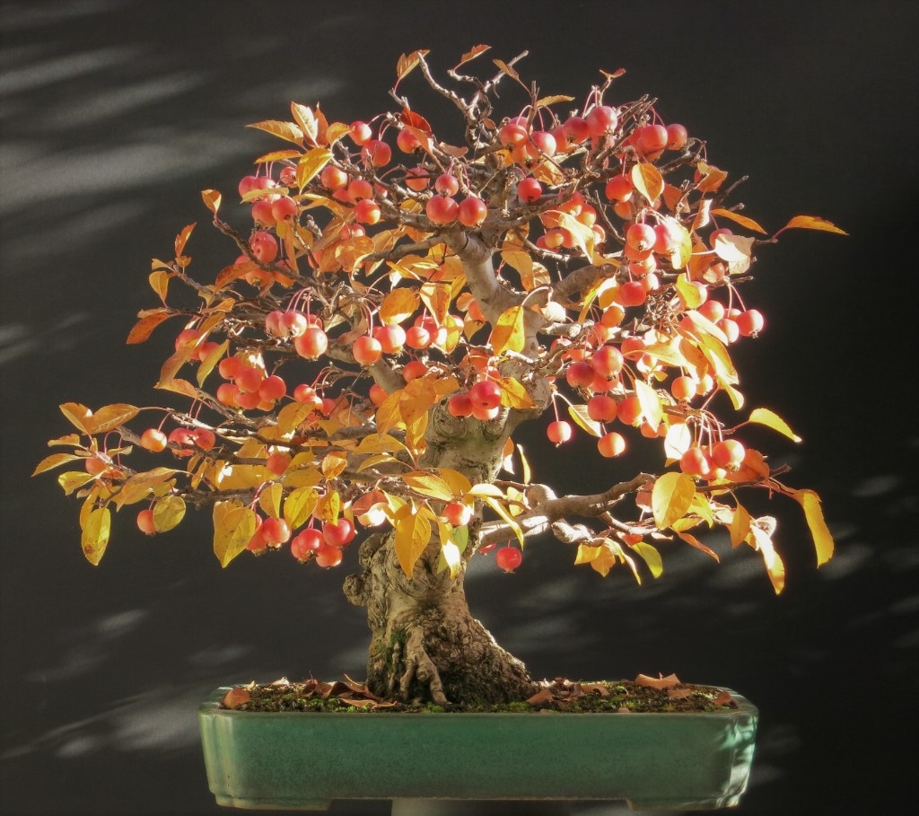 Malus 11.11.2018.JPG