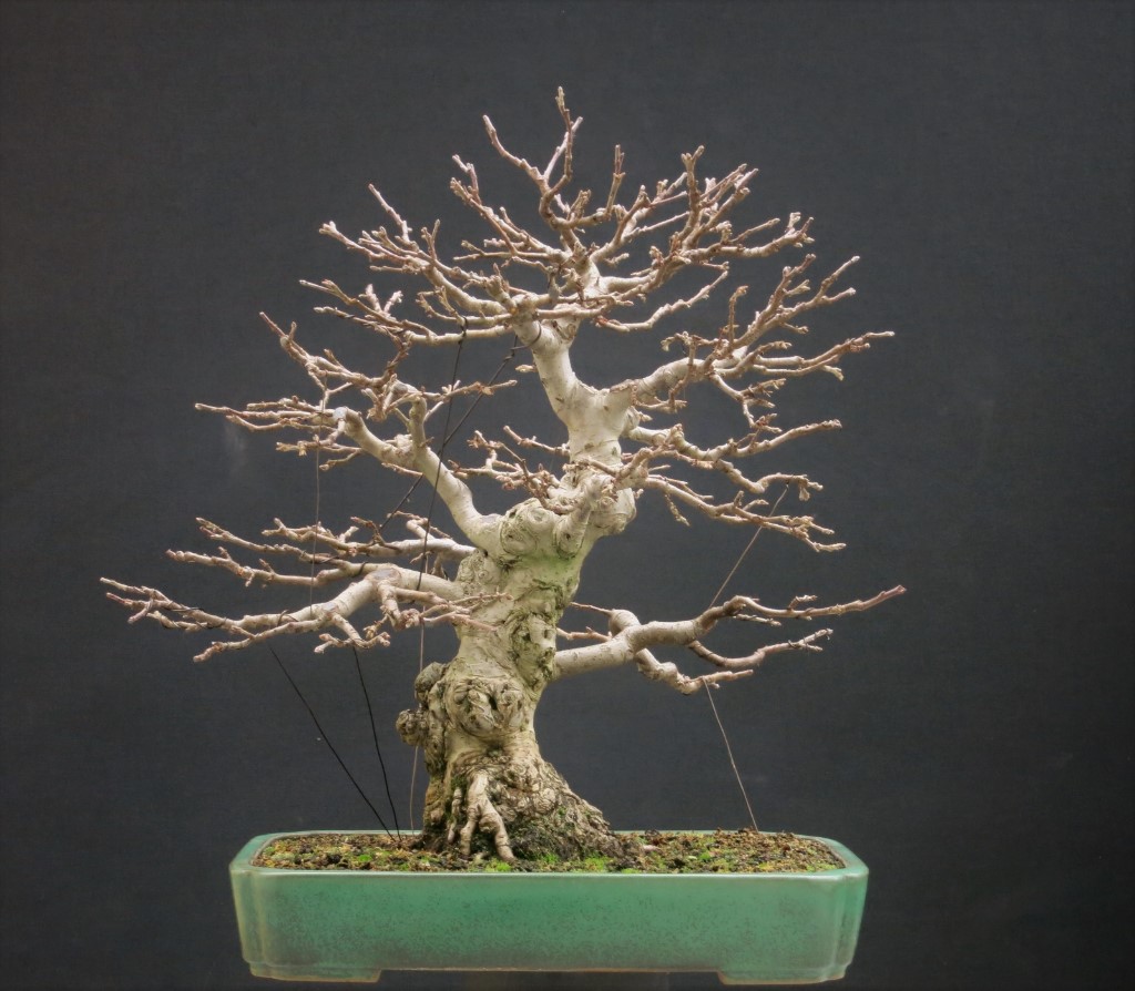Malus 13.11.2018.JPG