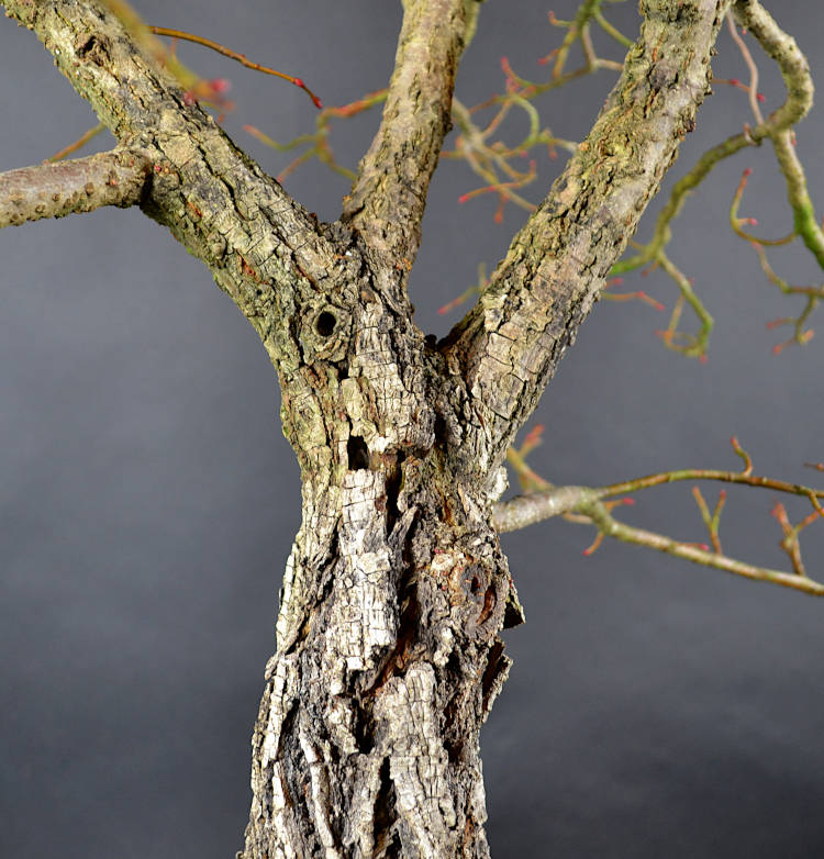 DSC_2990bear web.JPG