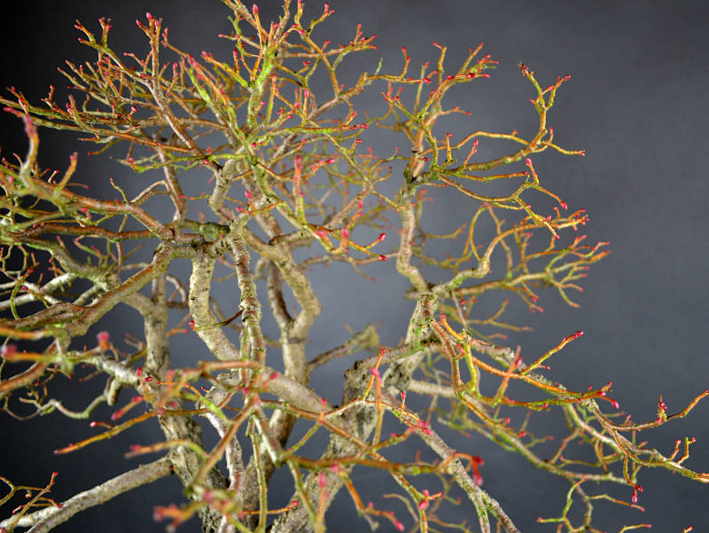 Mikroknospen