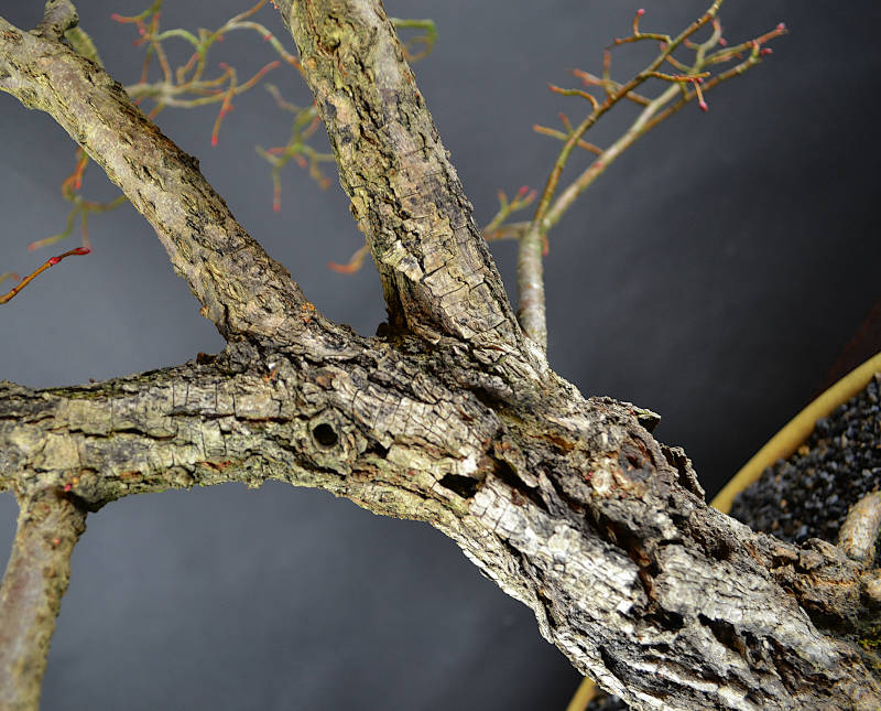 DSC_2997bear web.JPG