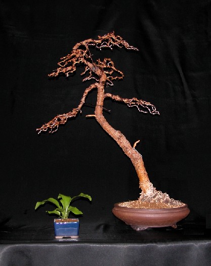 larix.JPG
