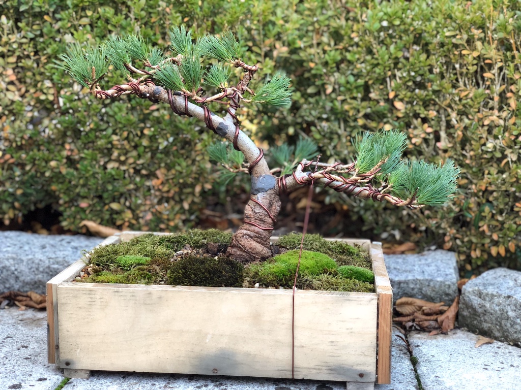 Von heute. Äste sind noch etwas anders bewegt worden und ein "Stummel" wurde entfernt. So bleibt der Baum erstmal lange Zeit um sich zu regenerieren.