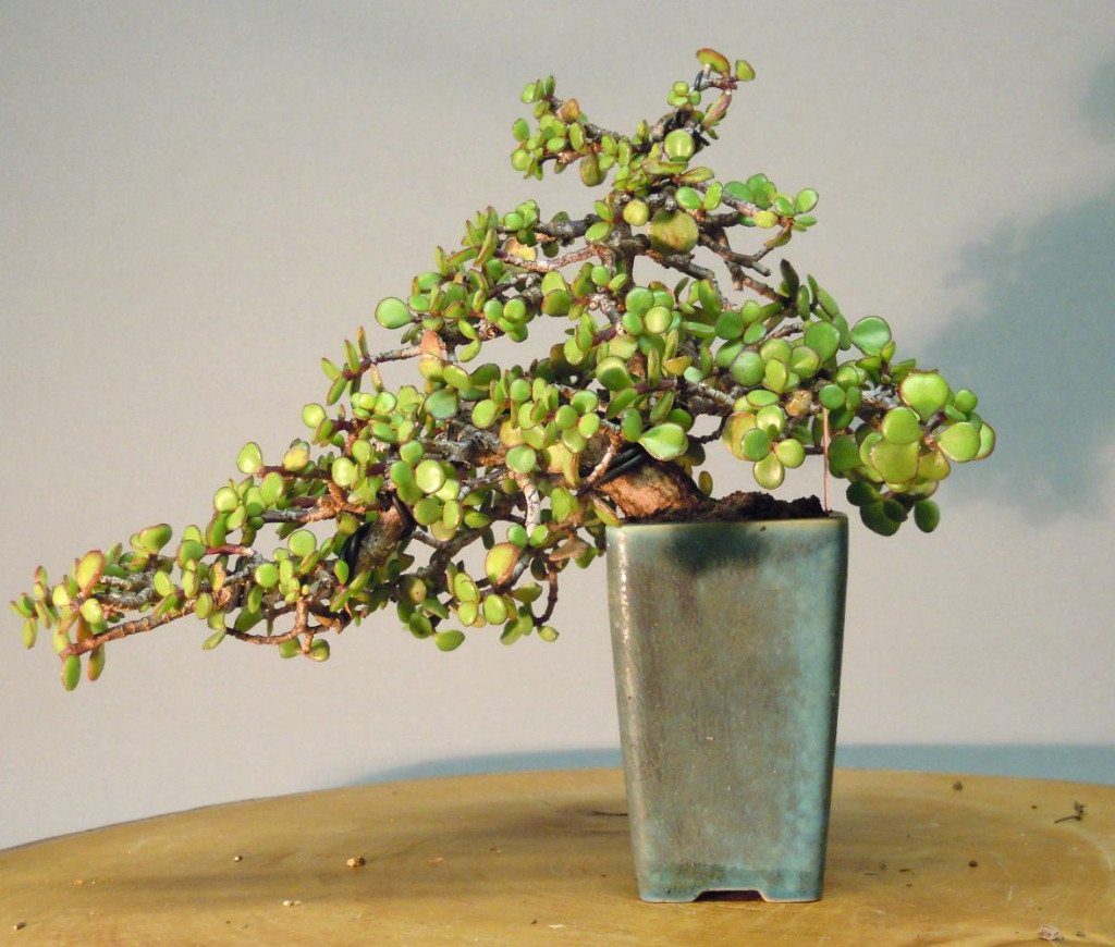 DSCN8050.jpg