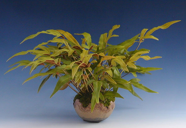 P8190019-Pyrrosia-hastata.jpg