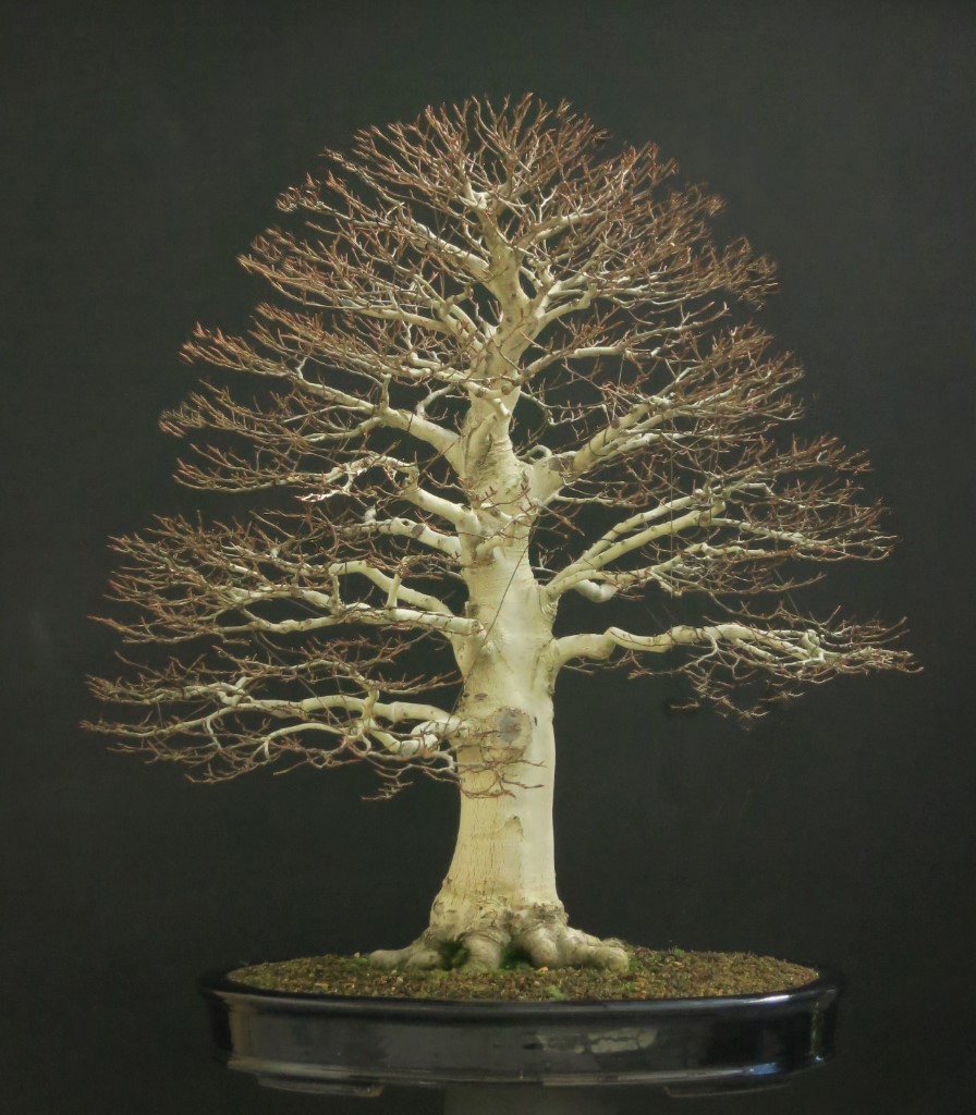 Fagus%20Crenata.jpg
