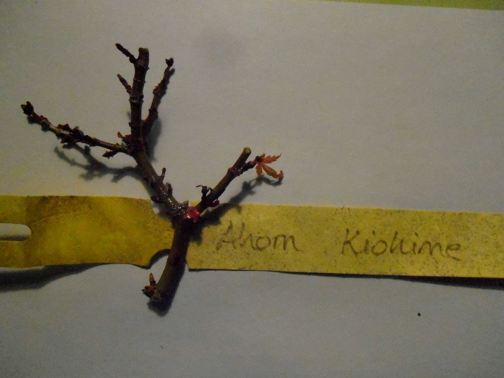k-PB270509.JPG