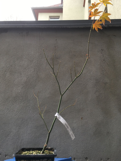 11/18