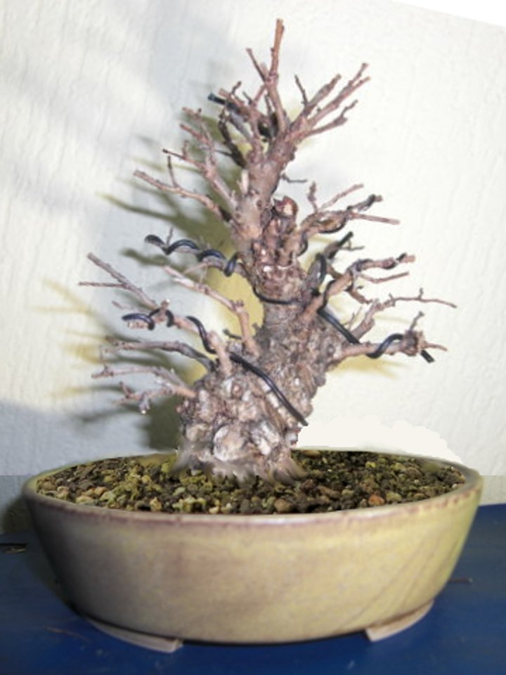 thorstens-heidelbergulme.jpg