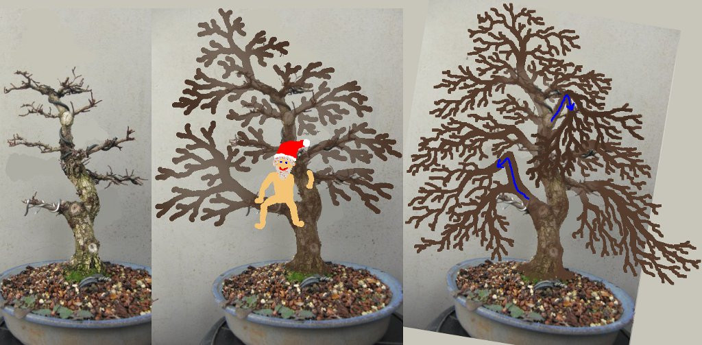 thorstens-zelkova-nire___.jpg